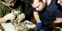 The autopsy of the Tumat-1 wolf puppy, when a fragment of a woolly rhinoceros tissue was found in the stomach